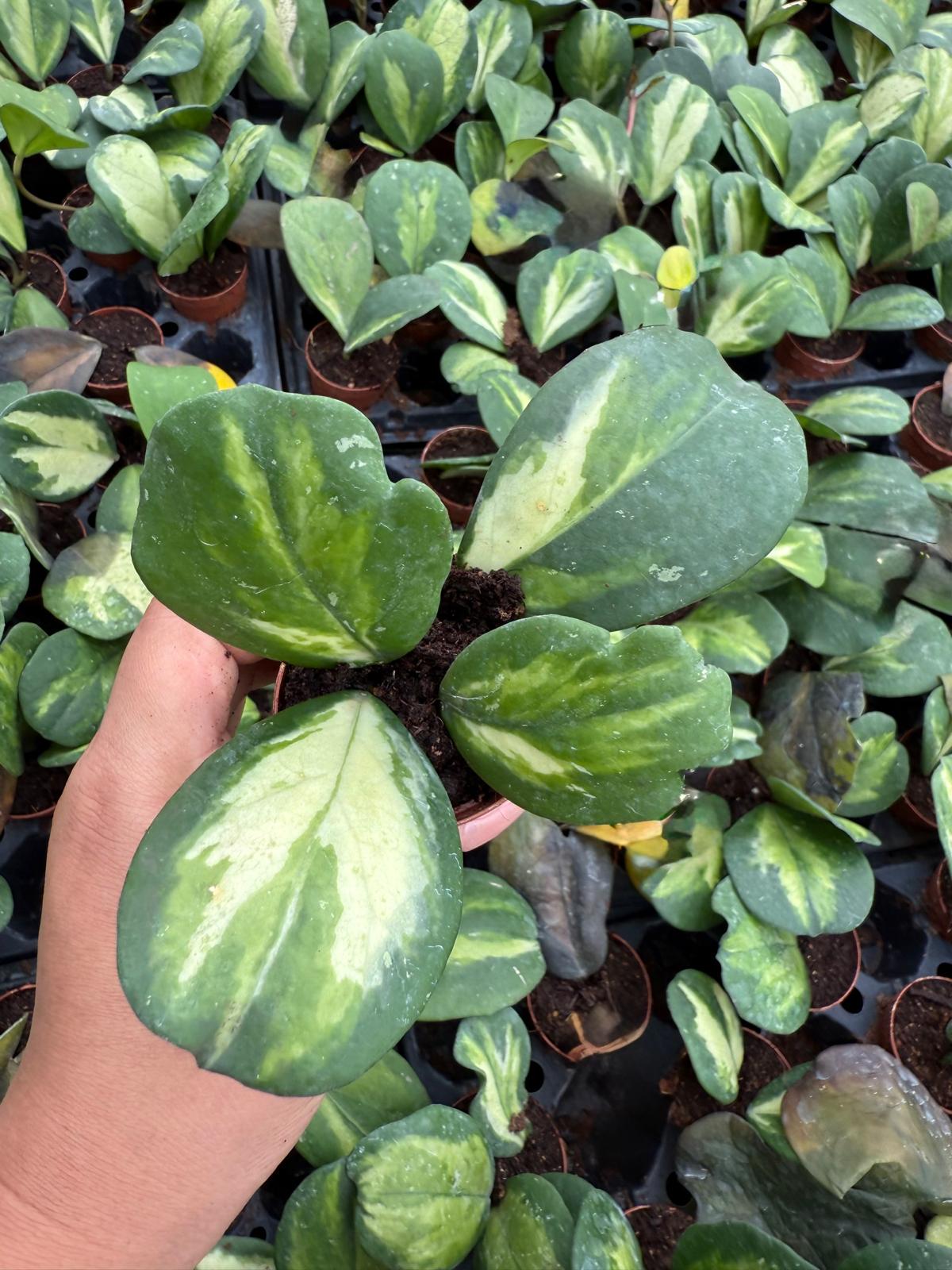 Hoya Obovata Variegated – Wax Plant | Live Plant in 2” Pot